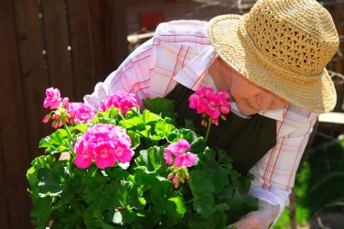 Senior woman gardening clipart