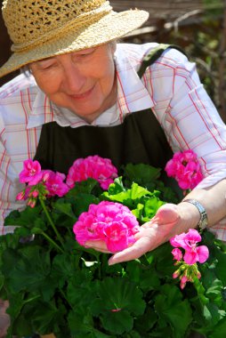 Senior woman gardening clipart