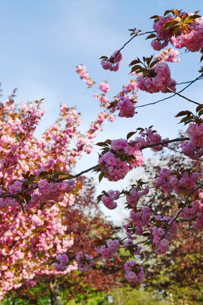 Pomar Maçã Florescente Com Flores Rosa Primavera — Fotografia de Stock
