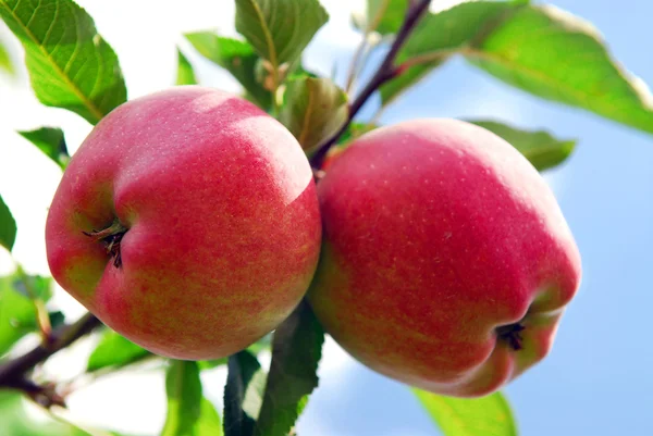 Manzanas — Foto de Stock