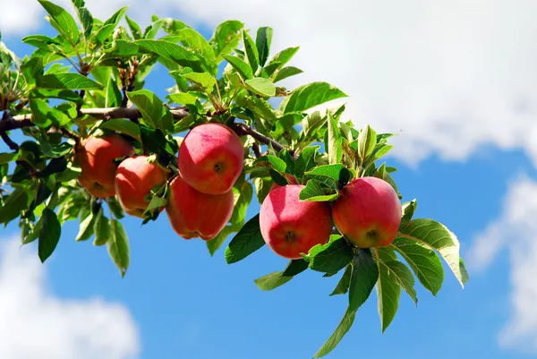 枝にりんご — ストック写真