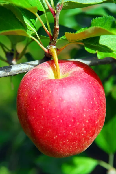 Pomme sur un arbre — Photo
