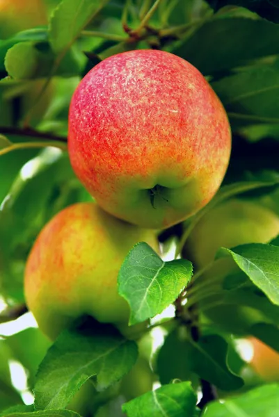 Bir Elma Ağacı Dalında Bir Meyve Bahçesi Olarak Olgun Kırmızı — Stok fotoğraf