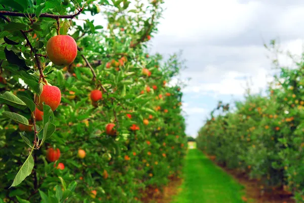 Pomar de maçã — Fotografia de Stock