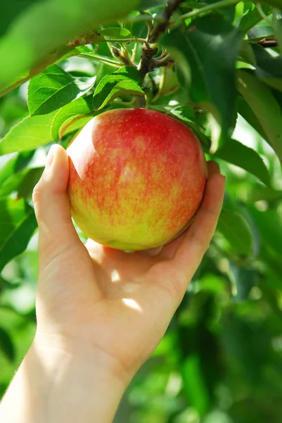 Picking an apple — Stock Photo, Image