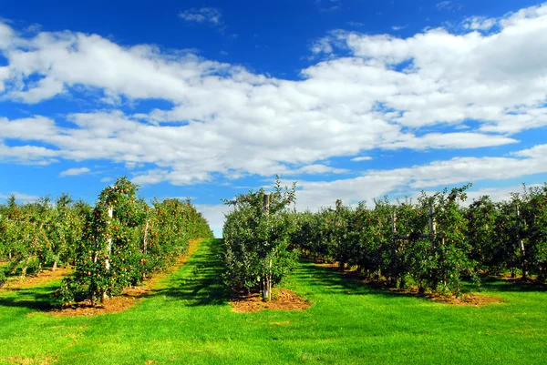 青空の下で木に赤い熟したリンゴとリンゴの果樹園 — ストック写真