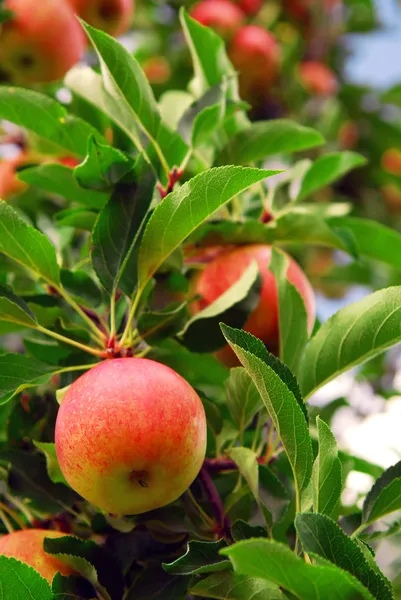 リンゴの果樹園 — ストック写真