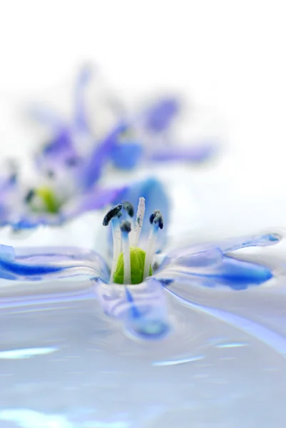 Pływające kwiaty — Zdjęcie stockowe