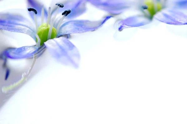 Blå Blommor Flyter Vatten Extrema Makro — Stockfoto