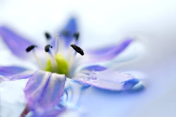 Drijvende bloemen — Stockfoto