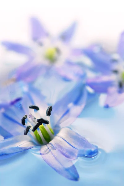 Imagen Macro Extrema Flores Azules Flotando Agua —  Fotos de Stock