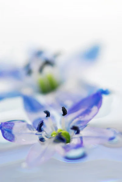 Plovoucí květy — Stock fotografie