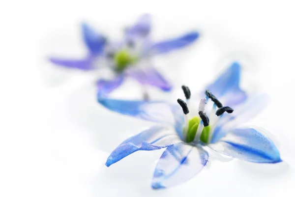 Flores flotantes — Foto de Stock