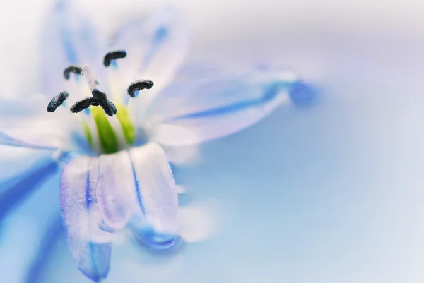 水に浮かぶ青い花の極端なマクロ画像 — ストック写真