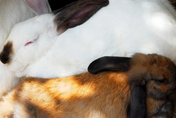 Due Conigli Addormentati Bianco Marrone Primo Piano — Foto Stock
