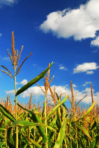 Kukurydza Rośnie Dziedzinie Hodowli Pod Błękitnym Niebem — Zdjęcie stockowe