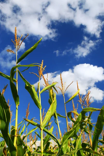 Dziedzinie Hodowli Uprawy Kukurydzy Pod Błękitne Niebo — Zdjęcie stockowe