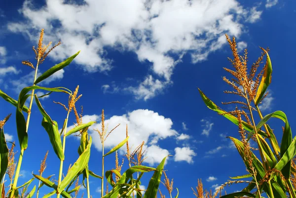 Zemědělské Oblasti Pěstováním Kukuřice Pod Modrou Oblohou — Stock fotografie