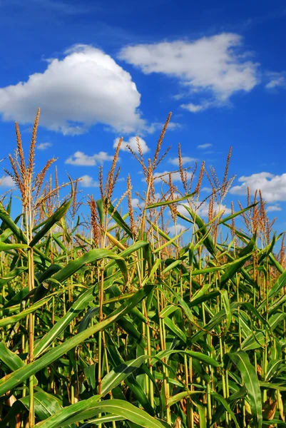 Farm Field Growing Corn Blue Sky — Stok fotoğraf