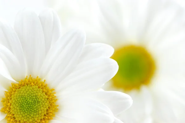 Makro Obraz Dwa Kwiaty Białe Stokrotki — Zdjęcie stockowe