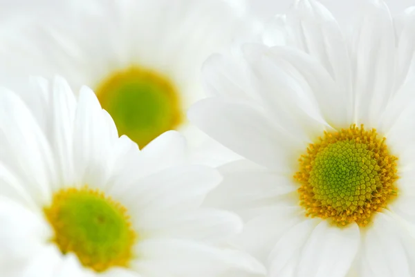 Weiße Gänseblümchen — Stockfoto