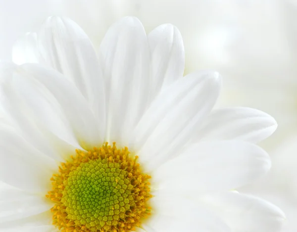 Imagem Macro Várias Flores Margaridas Brancas — Fotografia de Stock
