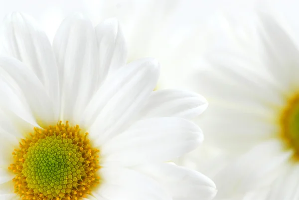 Макрозображення Двох Білих Квітів Ромашки — стокове фото