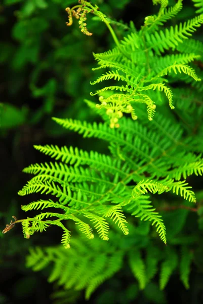 Orman Içinde Büyüyen Bir Fern Closeup Yeşil Yaprakları — Stok fotoğraf