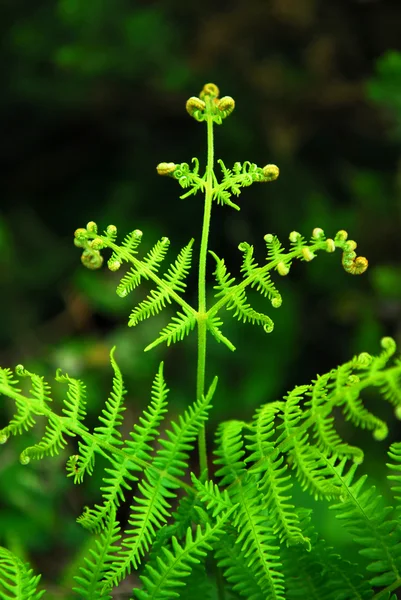 Closeup Üzerindeki Yeşil Yaprak Ormanlık Içinde Büyüyen Bir Eğrelti — Stok fotoğraf