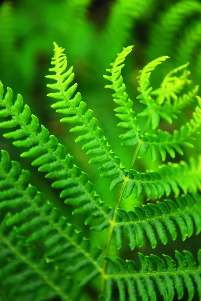 Closeup Üzerindeki Yeşil Yaprak Ormanlık Içinde Büyüyen Bir Eğrelti — Stok fotoğraf