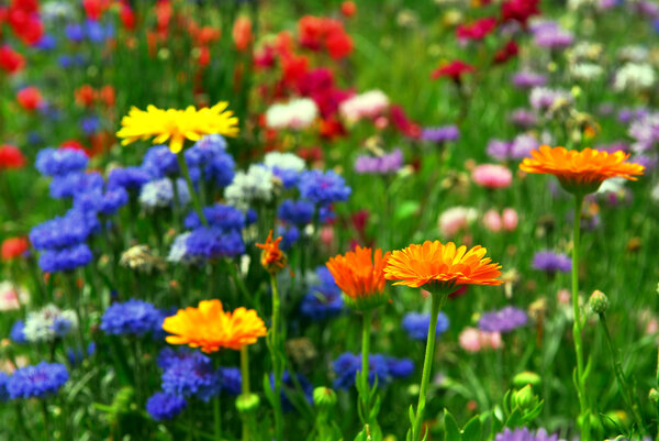 Фон разноцветных смешанных цветов, растущих в саду
