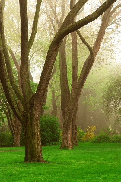 Árvores Velhas Parque Nebuloso Primavera — Fotografia de Stock