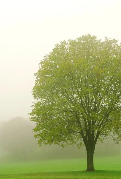 Frühling Saftig Grünen Baum Nebel — Stockfoto