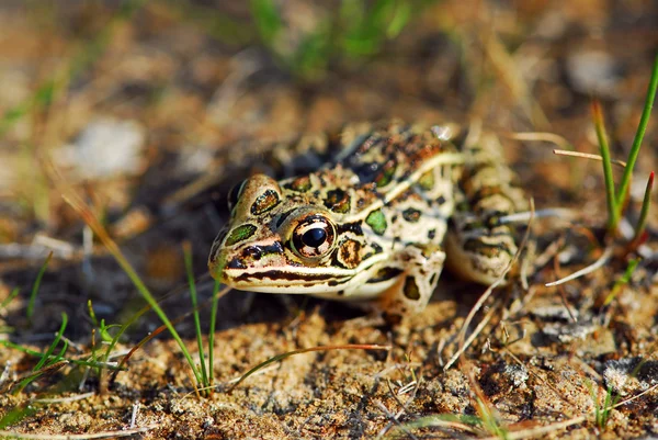 Ocelot Žába Přirozeném Prostředí — Stock fotografie
