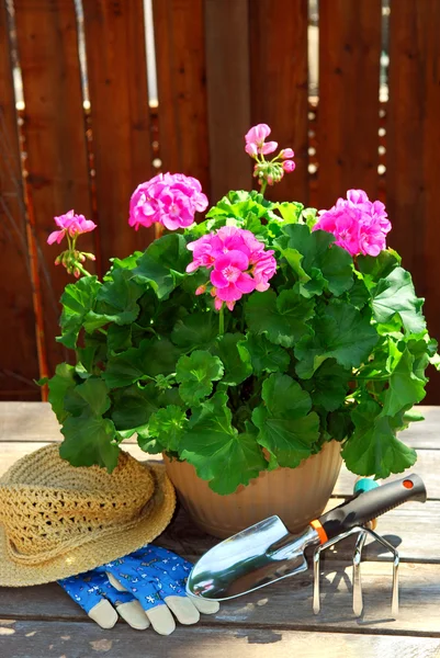 Maceta Geranios Flores Con Herramientas Jardinería —  Fotos de Stock
