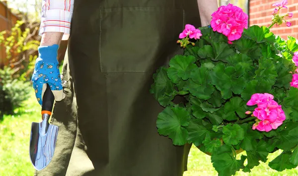 携带与天竺葵盆栽园艺围裙的女人 — 图库照片