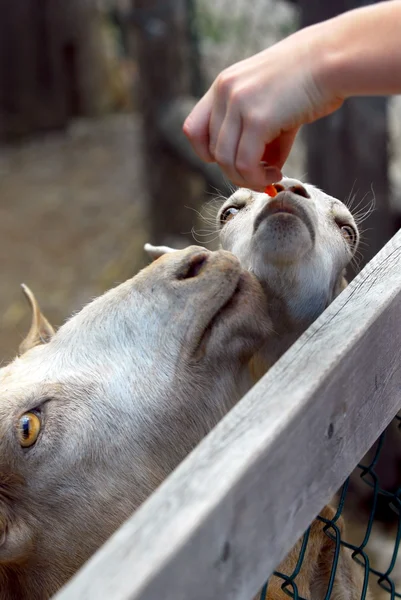 Uma Criança Alimentando Cabras Zoológico — Fotografia de Stock