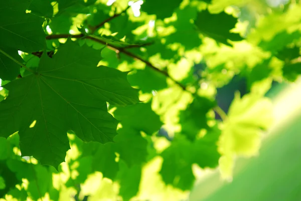 Υπόβαθρο Του Σφενδάμνου Πράσινο Φύλλα Οπίσθιο Φωτισμό Από Απογευματινό Ήλιο — Φωτογραφία Αρχείου