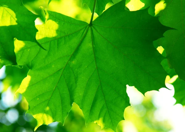 Υπόβαθρο Του Σφενδάμνου Πράσινο Φύλλα Οπίσθιο Φωτισμό Από Απογευματινό Ήλιο — Φωτογραφία Αρχείου