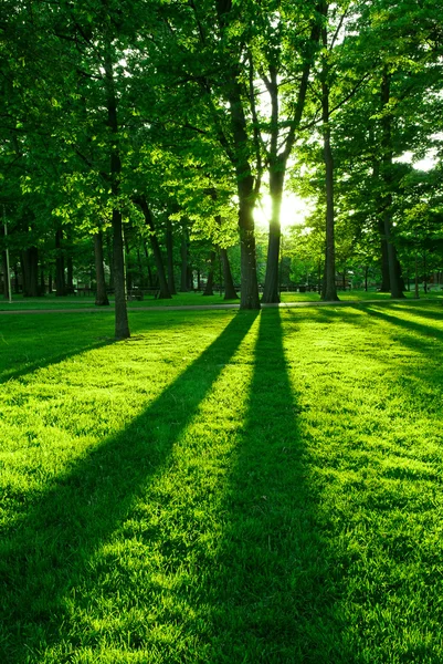 Groene Park Met Lange Schaduwen Van Het Instellen Van Zon — Stockfoto