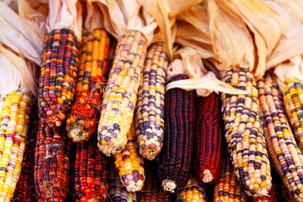 Indian corn — Zdjęcie stockowe