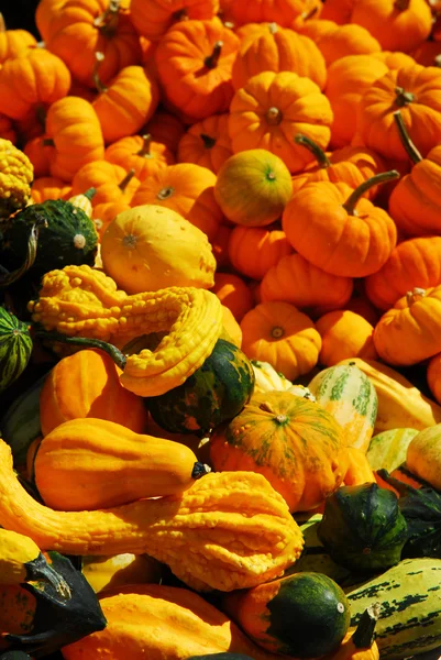Dynie Ozdobne Rynku Rolników Jesieni — Zdjęcie stockowe