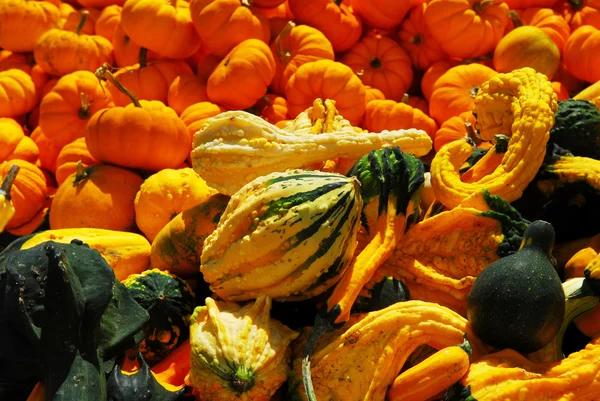 秋の農夫の市場で観賞カボチャ — ストック写真
