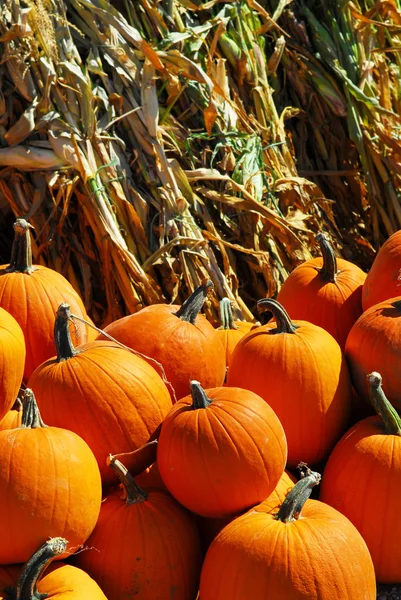 Осенью Фермерском Рынке Оранжевые Тыквы Сухая Кукуруза — стоковое фото