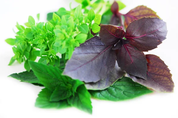 Assorted basil herbs — Stock Photo, Image