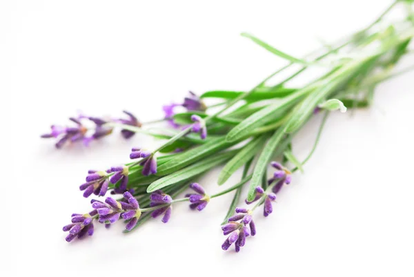 Sprigs Lavender Isolated White Background — Stock Photo, Image