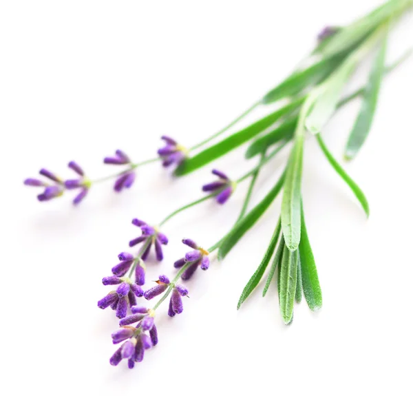 Sprigs Lavender Isolated White Background — Stock Photo, Image