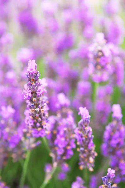 Ботанический Фон Цветущей Фиолетовой Лаванды — стоковое фото