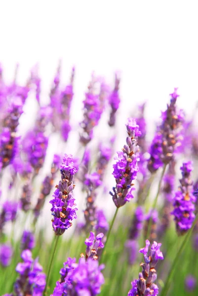 Botaniska Bakgrund Lavendel Ört Isolerad Vit — Stockfoto