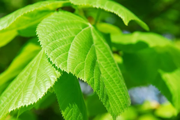 Detailní Záběr Čerstvé Zelené Jarní Listí — Stock fotografie